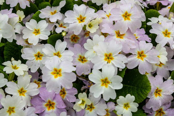 Primrose, λουλούδια primula vulgaris στον κήπο της άνοιξης. - Φωτογραφία, εικόνα