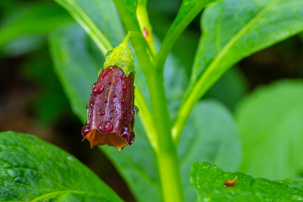 Scopolia carniolica, la escopolia europea o campana henbane, es una planta venenosa perteneciente a la familia Solanaceae.. - Foto, imagen