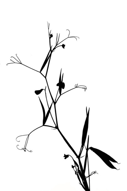 квітковий чорний малюнок ізольований на білій ілюстрації - Фото, зображення