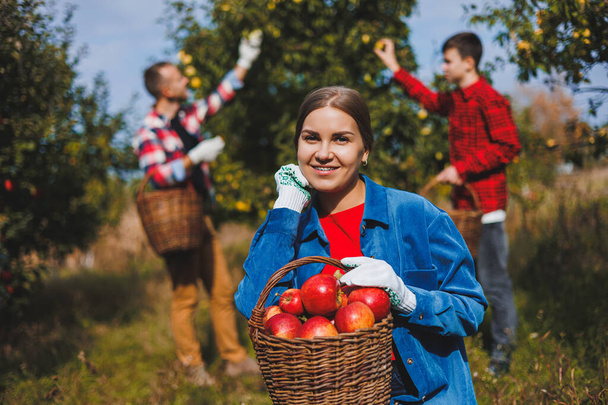 Młoda kobieta zebrała kosz dojrzałych jabłek. Jesienne zbiory jabłek. Rodzinny ogród z jabłkami. - Zdjęcie, obraz