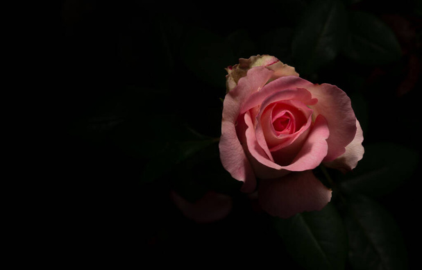 Piękna i prosta róża - Zdjęcie, obraz
