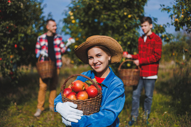 Een jonge vrouw verzamelde een mand met rijpe appels. Herfst oogst van appels. Familie tuin met appels. Mooie jonge vrouw verzamelt rijpe appels in een mand in een boomgaard of boerderij op een herfstdag - Foto, afbeelding