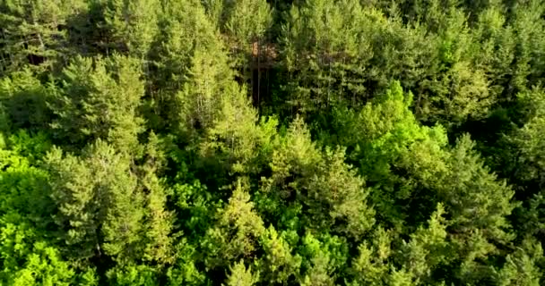 Luftaufnahme. Fliegen über die schönen Waldbäume. Wunderbarer Flug in den schönen Wald in den Bergen Bulgariens - Filmmaterial, Video
