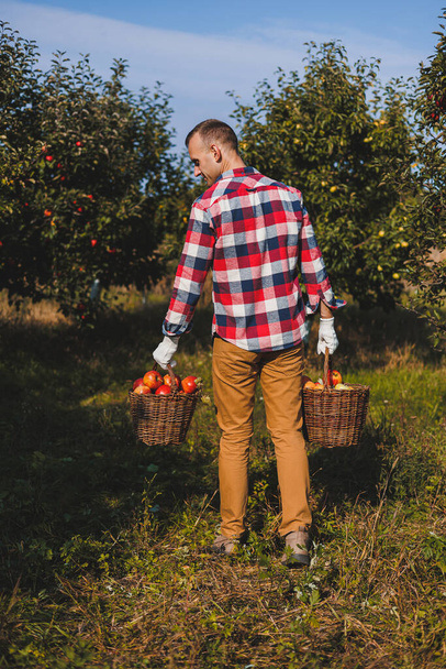 Красивий чоловік збирає стиглі яблука в кошику в саду або фермі в осінній день. Чоловік з кошиком, повним стиглих яблук. - Фото, зображення