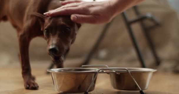 V reálném čase roztomilý pes jíst jídlo z misky a při pohledu na kameru, zatímco nepoznatelná žena ruka laskající mazlíčka zpět v místnosti s židlí proti rozmazlenému pozadí  - Záběry, video