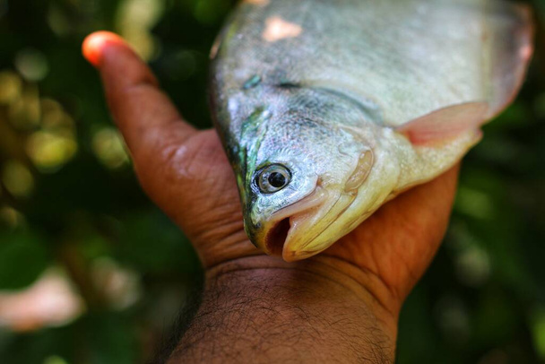 Big bronze featherback fish in hand in nice blur background HD, fali fish in hand - Photo, Image