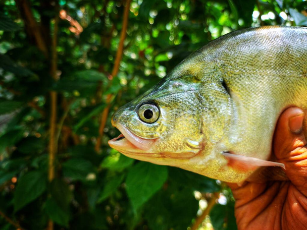 grand poisson à plumes en bronze dans un beau fond vert flou nature HD, fali poisson à la main gros plan - Photo, image