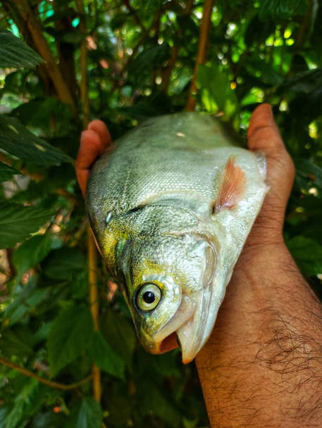 gran pez pluma de bronce grande en fondo de la naturaleza desenfoque verde agradable HD, peces fali en la mano de cerca disparo - Foto, imagen