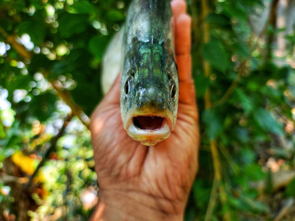 велика бронзова риба-перо в красивому зеленому розмитому фоні природи HD, фалічна риба в руці крупним планом - Фото, зображення
