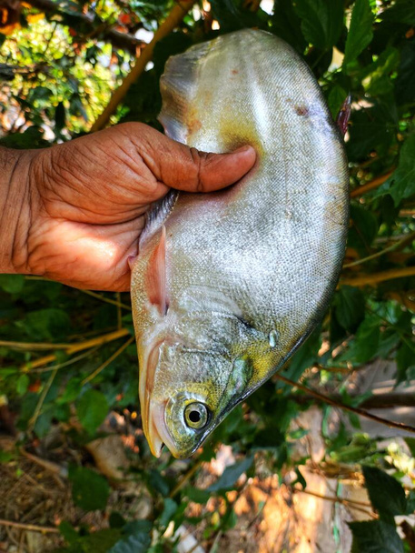велика бронзова риба-перо в красивому зеленому розмитому фоні природи HD, фалічна риба в руці крупним планом - Фото, зображення
