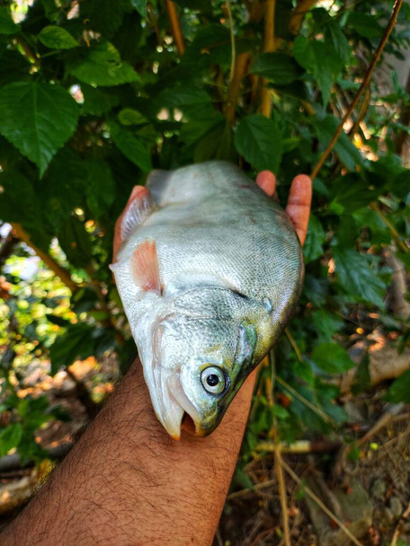 grande bronze penas peixe em agradável verde borrão natureza fundo HD, fali peixe na mão close-up tiro - Foto, Imagem