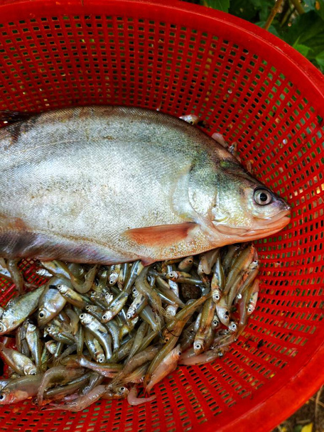 grande peixe penas de bronze grande em cesta de plástico vermelho, fali peixe na mão close-up tiro - Foto, Imagem