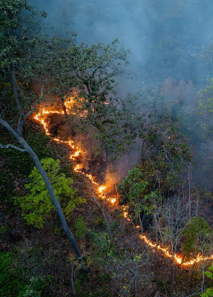 Metsäpalot trooppisissa metsissä aiheuttavat hiilidioksidipäästöjä ja muita kasvihuonekaasuja, jotka edistävät ilmastonmuutosta. - Valokuva, kuva
