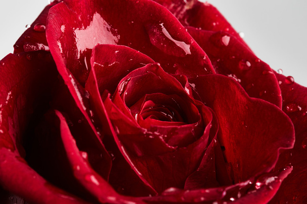 rote Rose mit Wassertropfen - Foto, Bild
