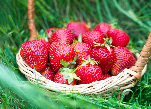Rijp vers geplukte aardbeien in een rieten mandje in het gras. Een close-up. Selectieve focus. - Foto, afbeelding