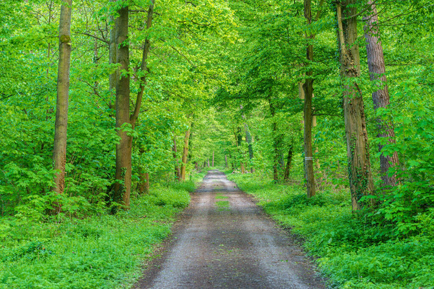 Uma estrada de terra sinuosa através de uma densa floresta verde cheia de árvores imponentes e cobertura de solo exuberante, criando uma paisagem natural e serena - Foto, Imagem