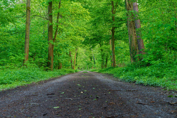 Uma estrada de terra sinuosa através de uma densa floresta verde cheia de árvores imponentes e cobertura de solo exuberante, criando uma paisagem natural e serena - Foto, Imagem
