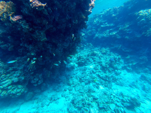 紅海、エジプトで熱帯魚、海藻、サンゴとサンゴ礁の水中パノラマビュー。アクロポラ・ジェミフェラ・フード・サンゴ礁、スムーズ・カリフラワー・サンゴ(スタイロフォラ・ピスティラータ) 、ロボフィリア・ヘムプリシイ、アクロポラ・ヘムプリシイ、プリステイン・スタッグ - 写真・画像