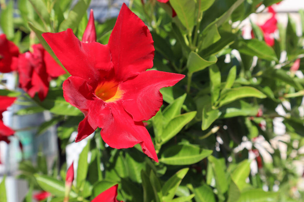 Rode bloem Mandevilla sanderi bloeit op een struik op een zonnige dag, close-up - Foto, afbeelding