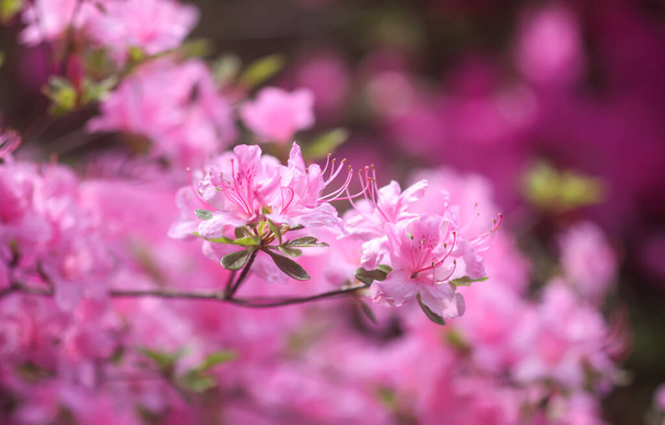 Flores rosas de rododendro en el parque de primavera. - Foto, Imagen