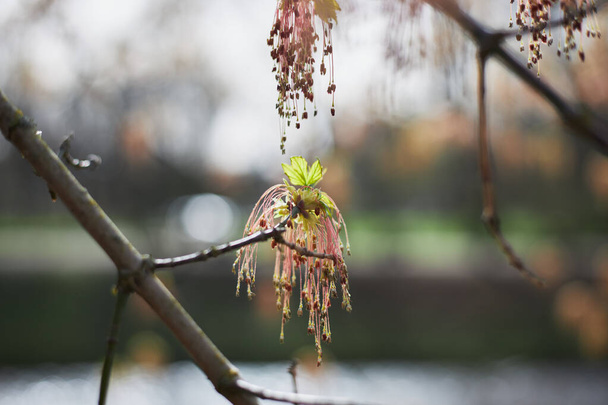 Boxelder esdoorn bloemen in het vroege voorjaar, Acer negundo bloesem, roze bloem van esdoorn - Foto, afbeelding