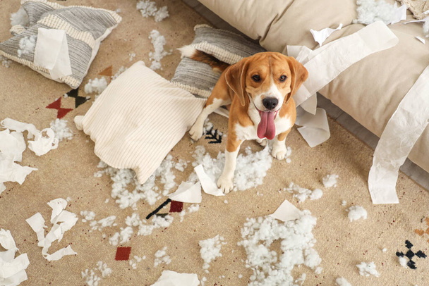 Freche Beagle-Hündin mit zerrissenen Kissen und Toilettenpapierrollen sitzt auf dem Fußboden im schmuddeligen Wohnzimmer - Foto, Bild