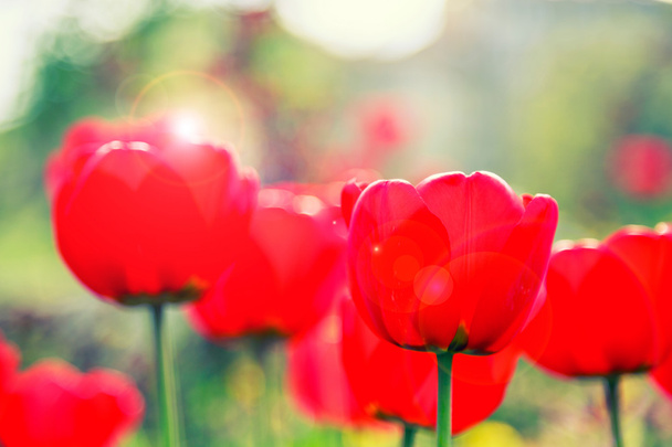 Цветущие красные тюльпаны весной с бликом объектива
 - Фото, изображение