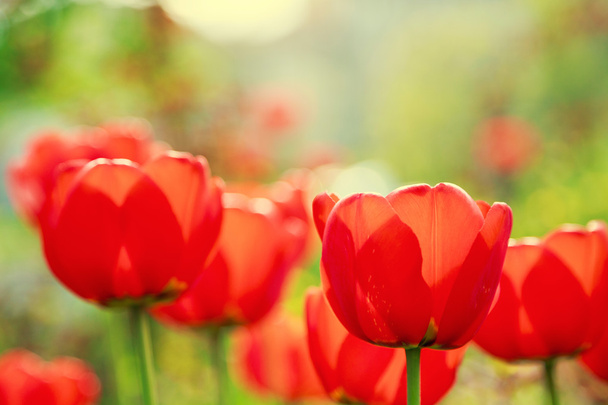 Tulipes rouges en fleurs au printemps
 - Photo, image