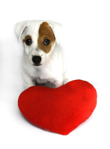 かわいい犬と赤いバレンタイン ハート - 写真・画像