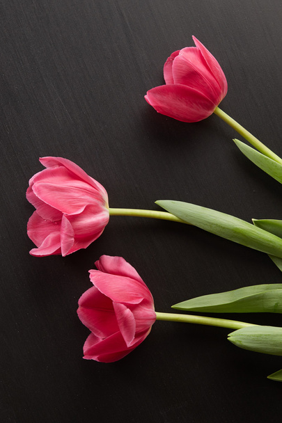Lindas tulipas
 - Foto, Imagem