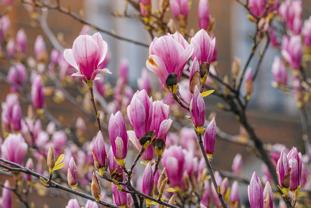 Primer plano de vívidas flores de magnolia rosa, bañadas por la suave luz del sol, creando una romántica escena primaveral. - Foto, imagen