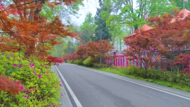 Rhododendrons virágzik Moshan festői hely East Lake Wuhan, Hubei tartomány - Felvétel, videó