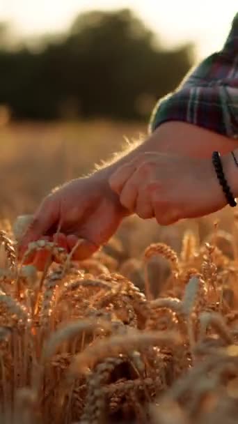 Vista da vicino dell'agricoltore sconosciuto che tocca la spiga di grano con il palmo della mano. Video cinematografico dell'agricoltore che cammina attraverso il campo e raccoglie la raccolta del grano - Filmati, video