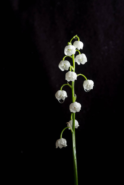 lilies of the valley on a black background. Vertical photo - Photo, Image