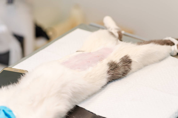 Um gato anestesiado está deitado na mesa cirúrgica aguardando cirurgia em uma clínica veterinária. - Foto, Imagem