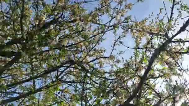 Şişmiş kiraz ağacı. Çiçek açan kiraz ağaçlarından. Yerden kiraz bahçesinin dallarına kadar uzanan bir manzara. Çiçek açmış bir kiraz bahçesi - Video, Çekim