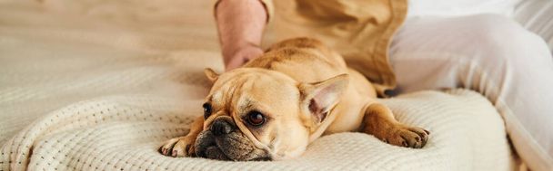 Eine französische Bulldogge ruht friedlich auf einem Bett neben einem schönen Mann. - Foto, Bild