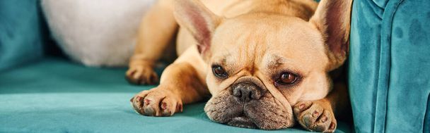 Bulldog francés marrón y blanco relajándose encima de un sofá azul. - Foto, imagen