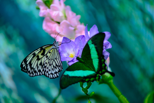 Farfalla sul fiore
 - Foto, immagini