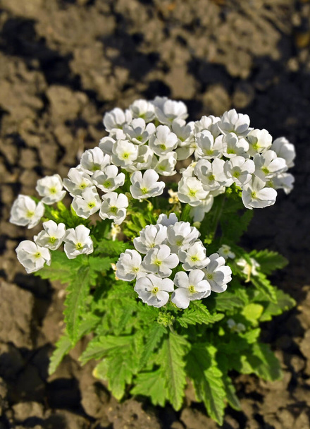 Weiße Primel (auricula) oder Primel (acaulis) Blume - Foto, Bild