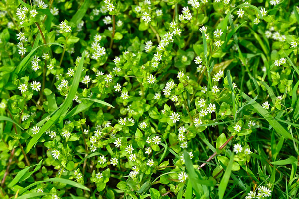 Stellaria media (chickweed) is annual flowering plant of Caryophyllaceae family - Photo, Image
