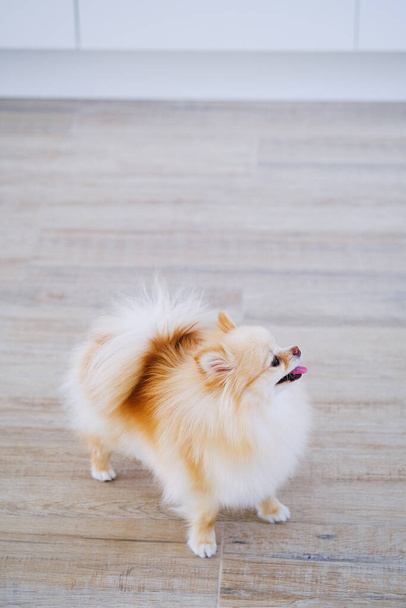 Ένα μικρό σκυλί στέκεται πάνω από ένα ξύλινο πάτωμα σε αυτή την απλή και απλή εικόνα. - Φωτογραφία, εικόνα