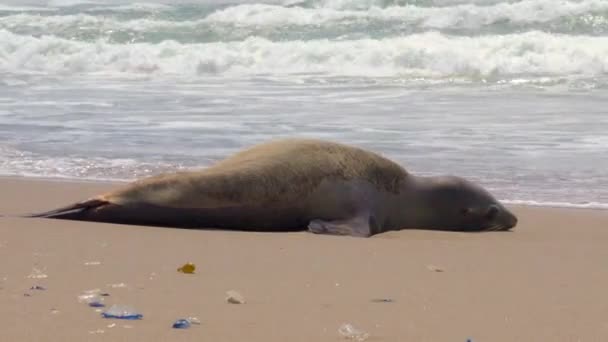 Phoque s'étendant sur une plage de sable avec des vagues s'écrasant sur le rivage. Images 4k de haute qualité - Séquence, vidéo