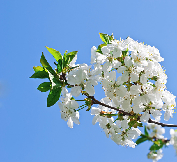a cseresznye virágok ága - Fotó, kép