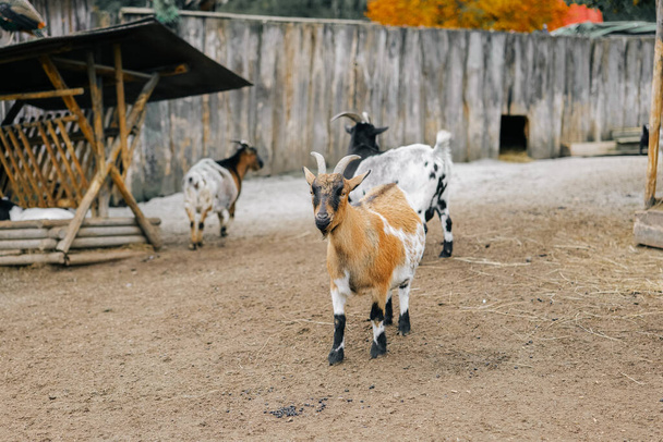 Cabras en el feeder.Growing y cría de cabras.Ganadería y agricultura. Las cabras manchadas comen heno de un feeder.Farm animals.Artiodactyls - Foto, Imagen