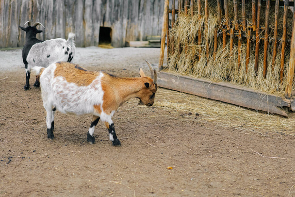 Goats at the feeder.Farm animals.Growing and breeding goats.Livestock and farming. Artiodactyls - Photo, Image