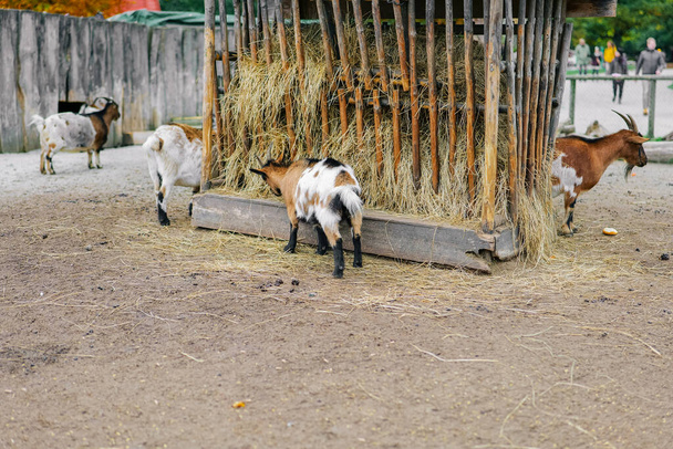 Goats at the feeder.Spotted goats eat hay from a feeder.Farm animals.Growing and breeding goats.Livestock and farming. Artiodactyls - Photo, Image