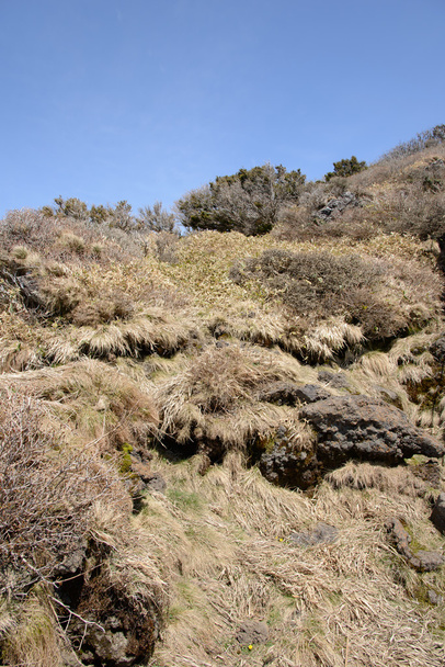 Plantas e rochas na trilha Yeongsil
 - Foto, Imagem