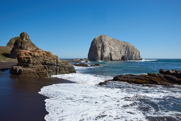 Seevögelkolonien an der Küste Chiles - Foto, Bild