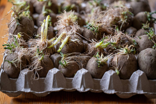 Pommes de terre de semence avec des yeux et des germes dans le carton d'oeufs intérieur en Suède 22 avril 2024 - Photo, image